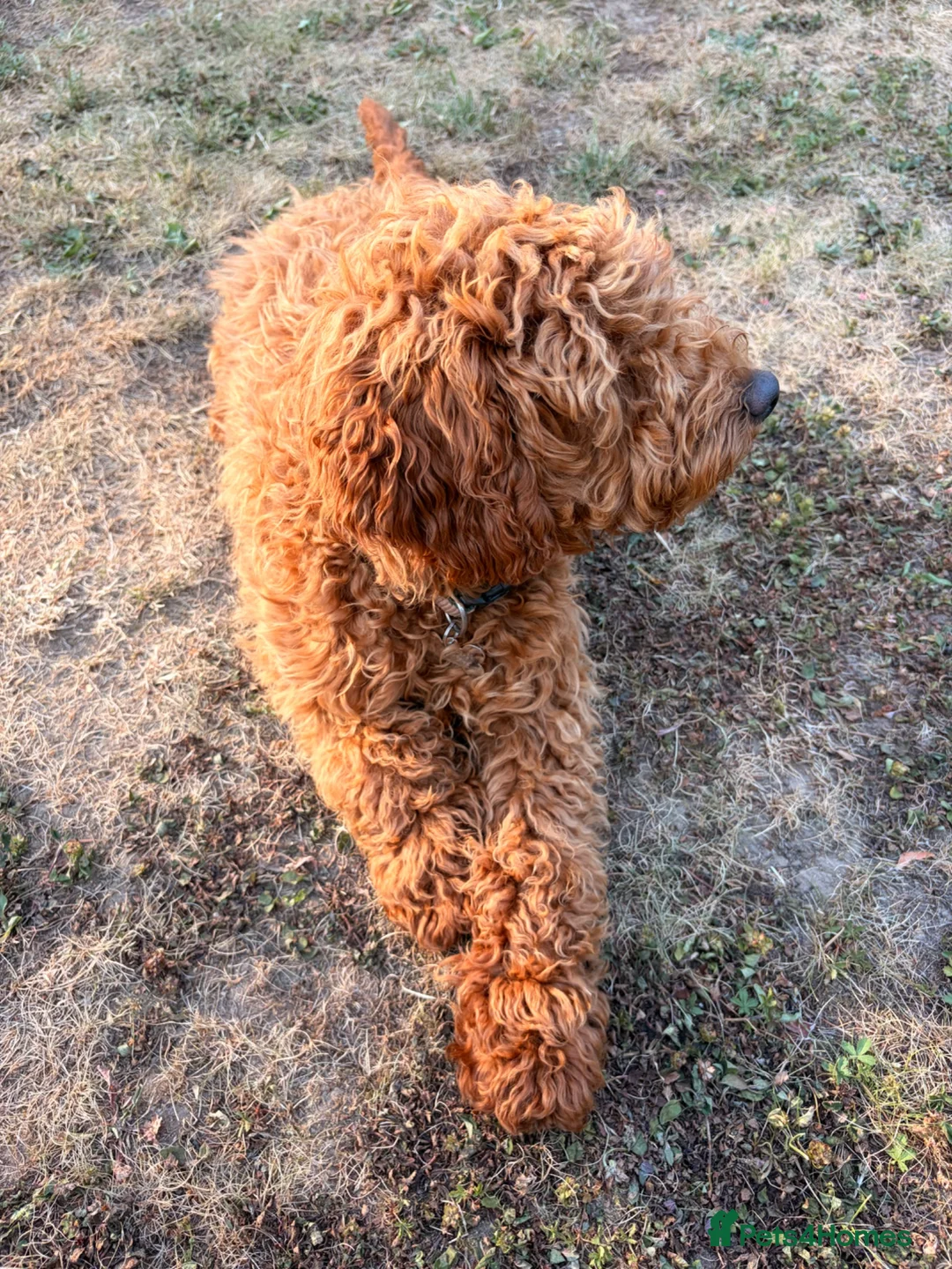 Cockapoo dogs for sale: 🐾Angus🐾 - Advert 5