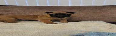 Belgian Shepherd Dog 3