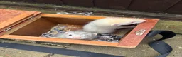 Ferret rodents for sale: Ferret kits - Advert 1