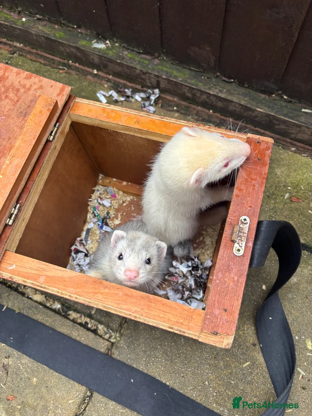 Ferret rodents for sale: Ferret kits - Advert 1
