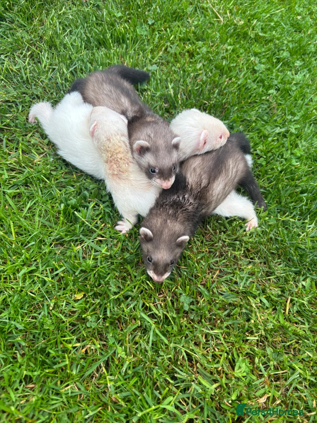 Ferret rodents for sale: Ferrets for sale in Swindon - Advert 1