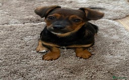 Jack Russell dogs for sale: Traditional Short-legged Jack Russell Boy. - Image 10