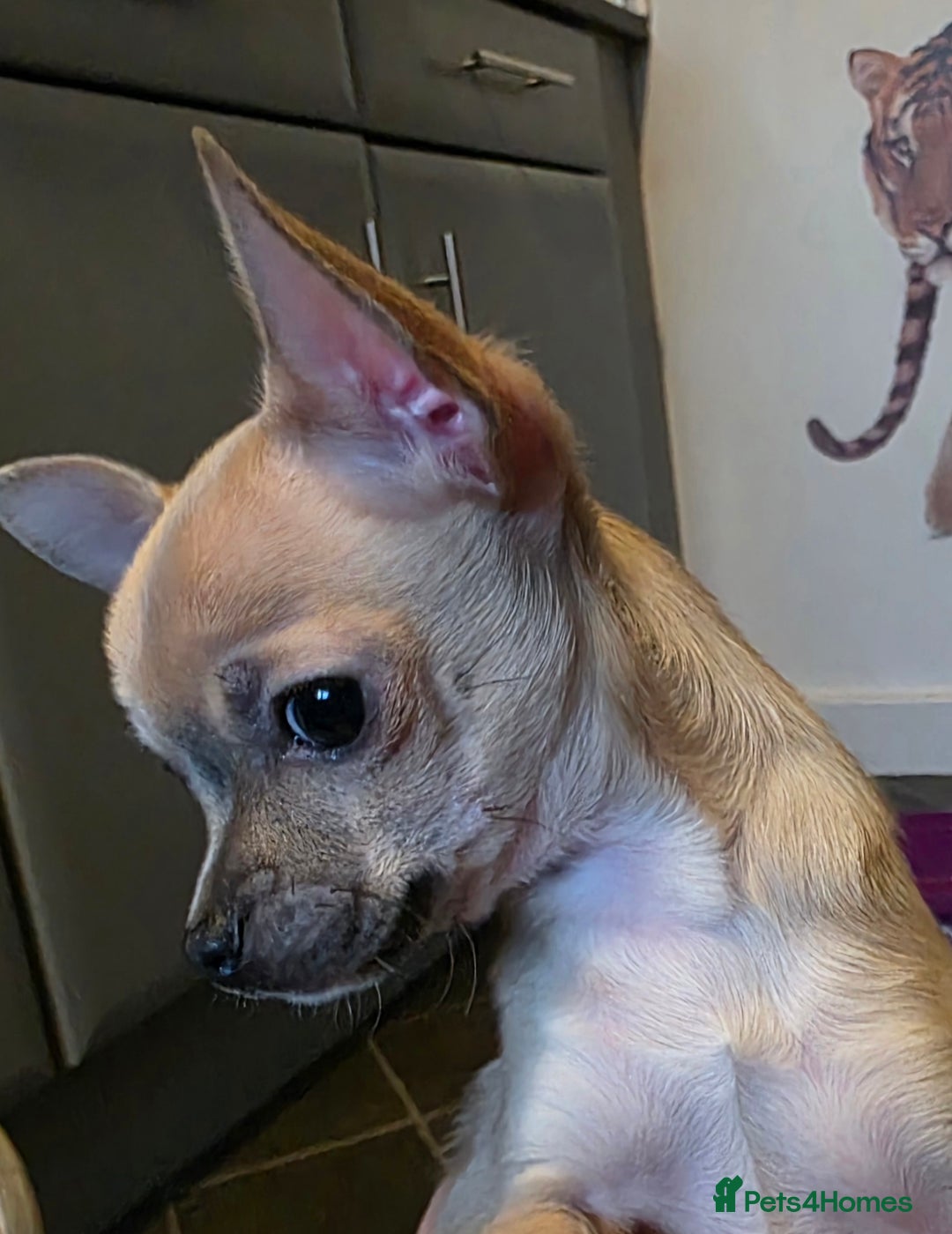 Chihuahua dogs for sale: Toy Chihauhau,1 cute girl left - Advert 5