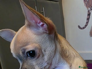 Chihuahua dogs 1 little girl left,Toy Chihauhau - Advert 9