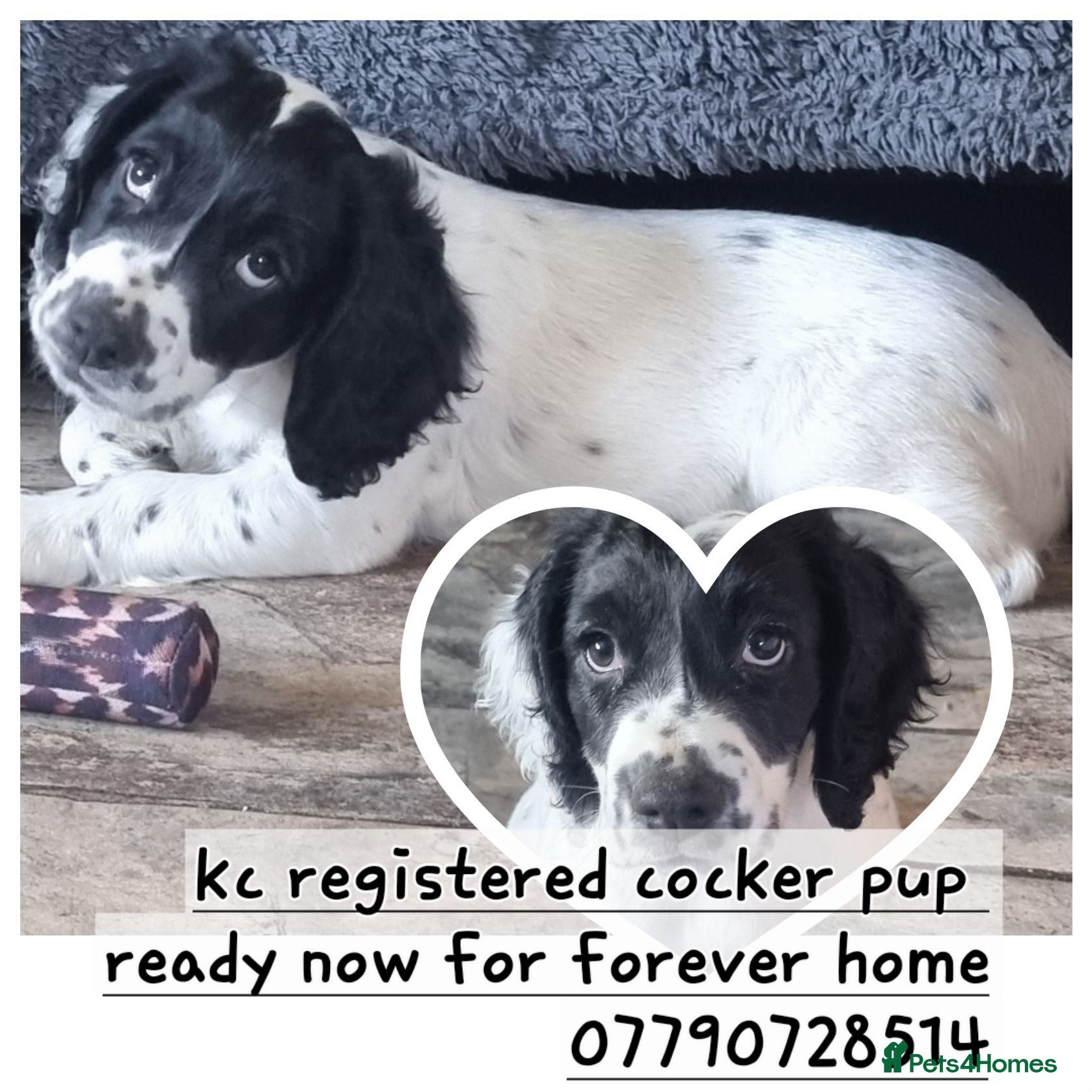 Cocker Spaniel dogs Quality KC/DNA clear Cocker spaniel pup  - Advert 1