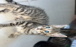 Mixed Breed cats for sale: 3 kittens urgently looking for new home  - Image 20