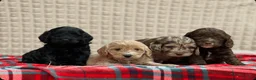 Cockapoo dogs for sale: STUNNING COCKAPOO PUPPIES READY NOW - Advert 12