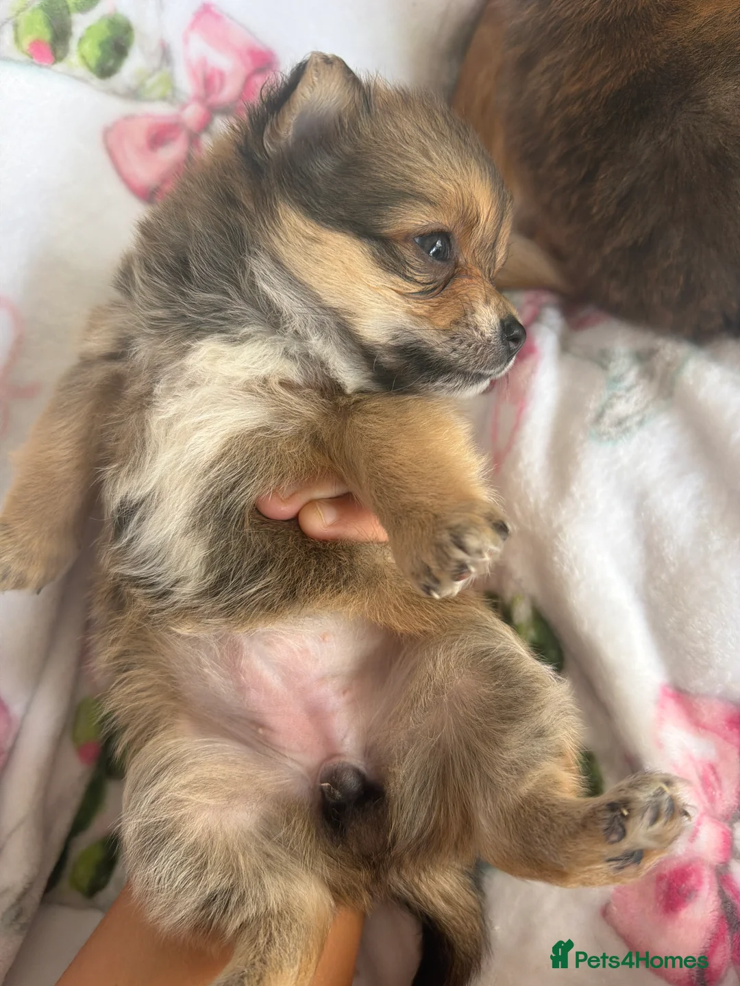 Pomchi dogs for sale: Pomchi - Advert 2