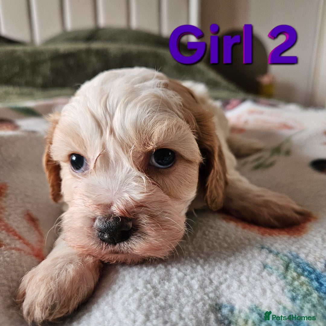 Cavachon dogs for sale: Cavachons. Beautiful Bundles of Fluff  - Advert 10