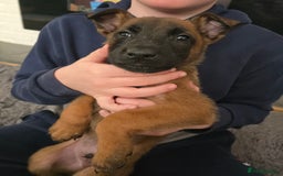 Mixed Breed dogs for sale: Belgian malinois  - Advert 9