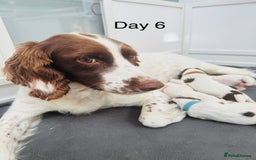 English Springer Spaniel dogs for sale: KC Quality English Springer Spaniels - Image 3