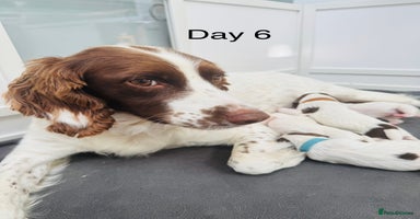 English Springer Spaniel dogs - Advert 4