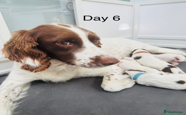 English Springer Spaniel dogs - Advert 4