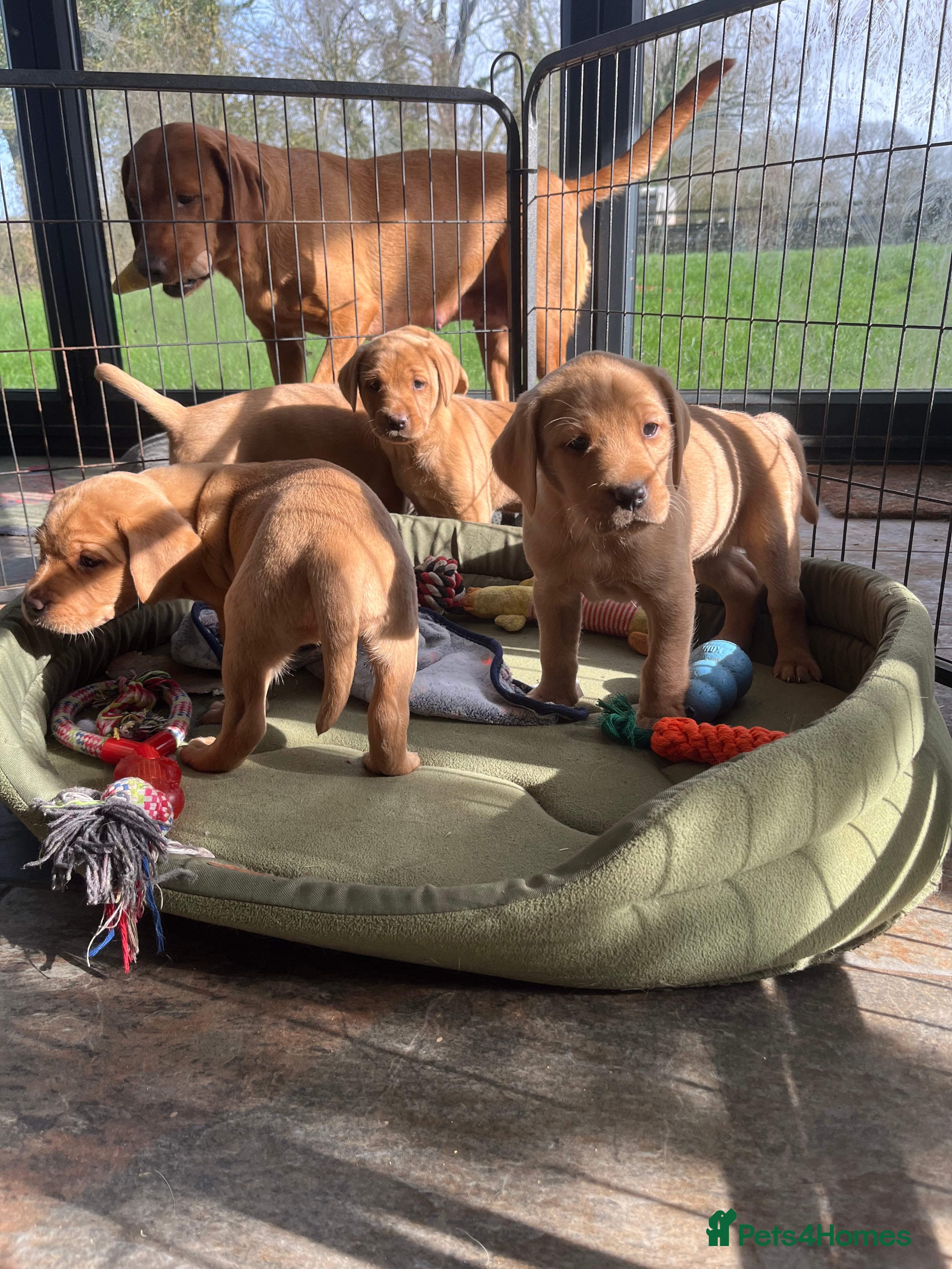 Labrador Retriever dogs Beautiful Labrador puppies  - Advert 13