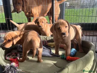 Labrador Retriever dogs Beautiful Labrador puppies - Advert 13