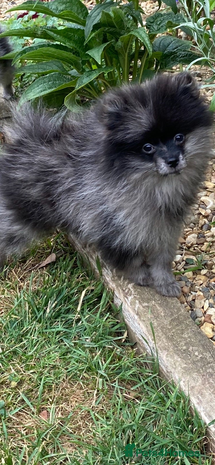 Pomeranian dogs Handsome Pomeranian looking for his forever home - Advert 2