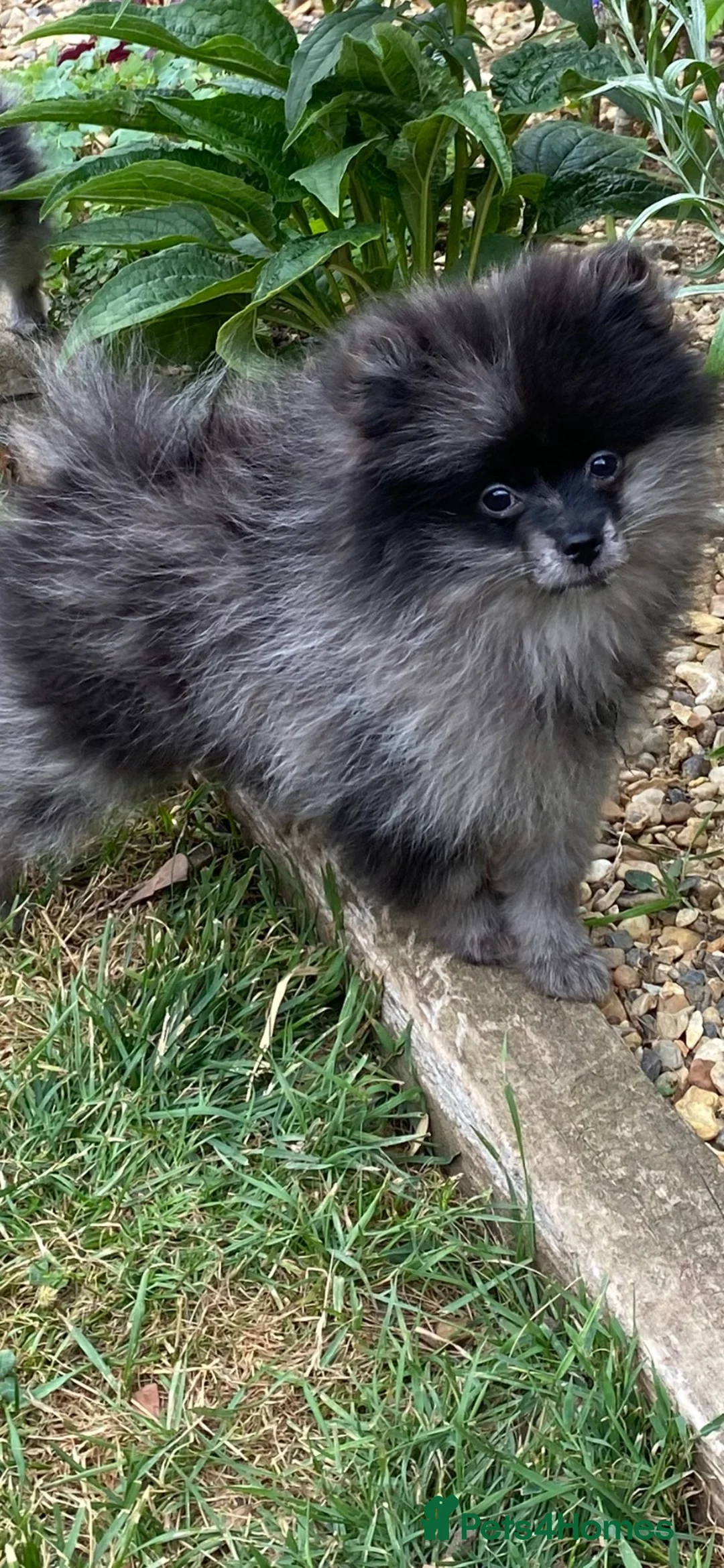 Pomeranian dogs for sale: Handsome Pomeranian looking for his forever home - Advert 1