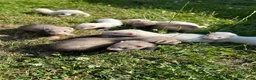 Ferret rodents for sale: FERRETS - Advert 2