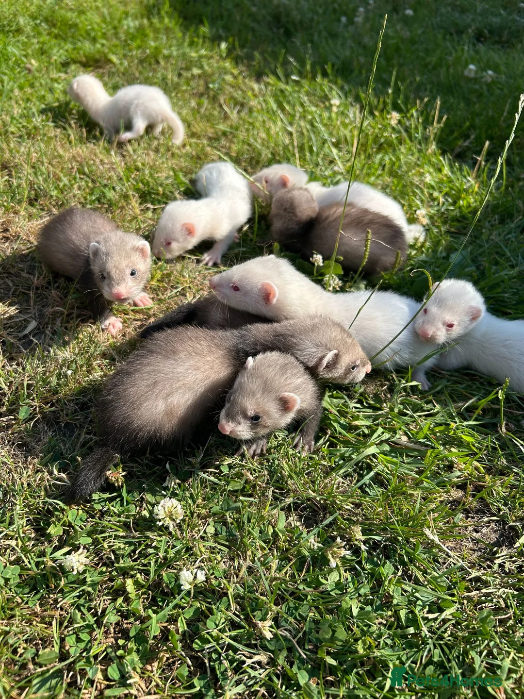 Ferret rodents for sale: FERRETS - Advert 2