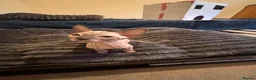 Sphynx cats for sale: Sphynx Kittens - Advert 13