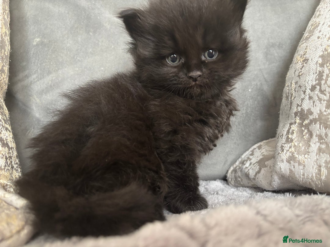 Maine Coon cats for sale: MainecoonxBritish (JOSIE please message me ) - Image 1