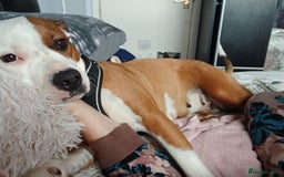 Mixed Breed dogs for sale: Beautiful 2yr Old Staffy Cross Girl - Image 4