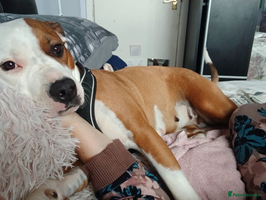 Mixed Breed dogs for sale: Beautiful 2yr Old Staffy Cross Girl - Image 4