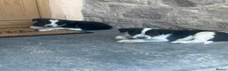 Border Collie dogs for sale: 5 Border Collie Puppies for sale in Ruthin - Advert 4