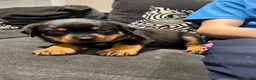 Rottweiler dogs for sale: 🐶🐾 Rottweiler puppies 🐾🐶 - Advert 25