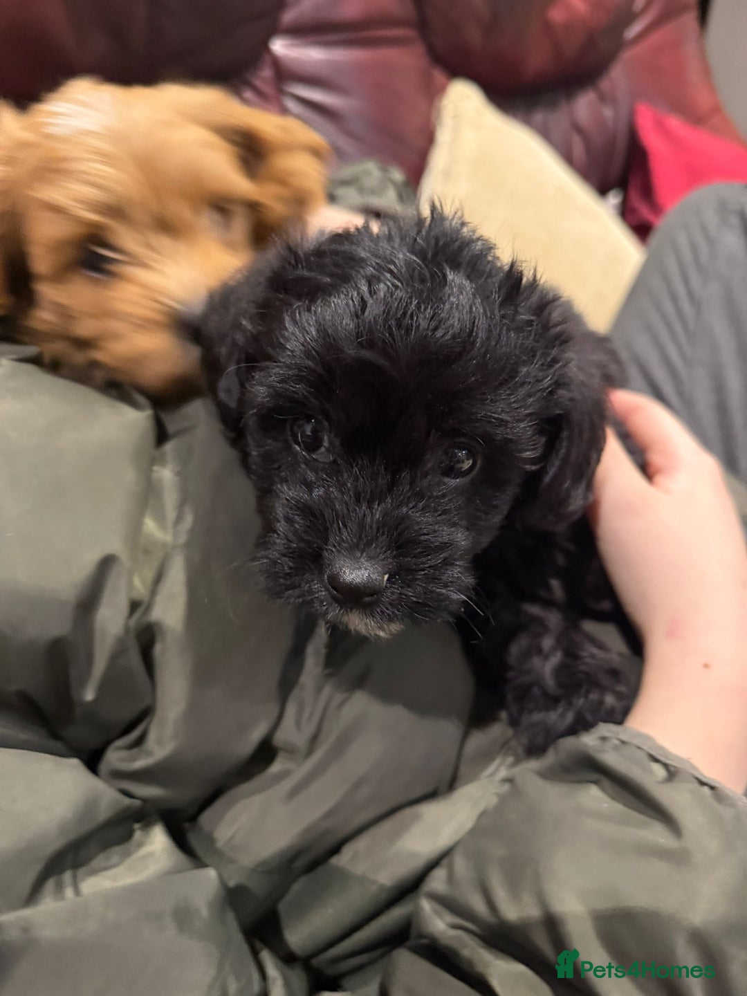Jackapoo dogs for sale: Toy Jackapoo Puppies (Jack Russell x Toy Poodle) - Advert 7