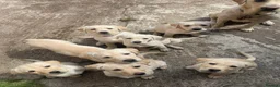 Labrador Retriever dogs for stud: White Labrador Stud Lincoln | Proven - Advert 7