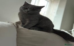 British Shorthair cats for sale: Champion Bloodline British Shorthair & Longhair - Image 3