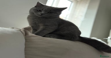 British Shorthair cats - Advert 6