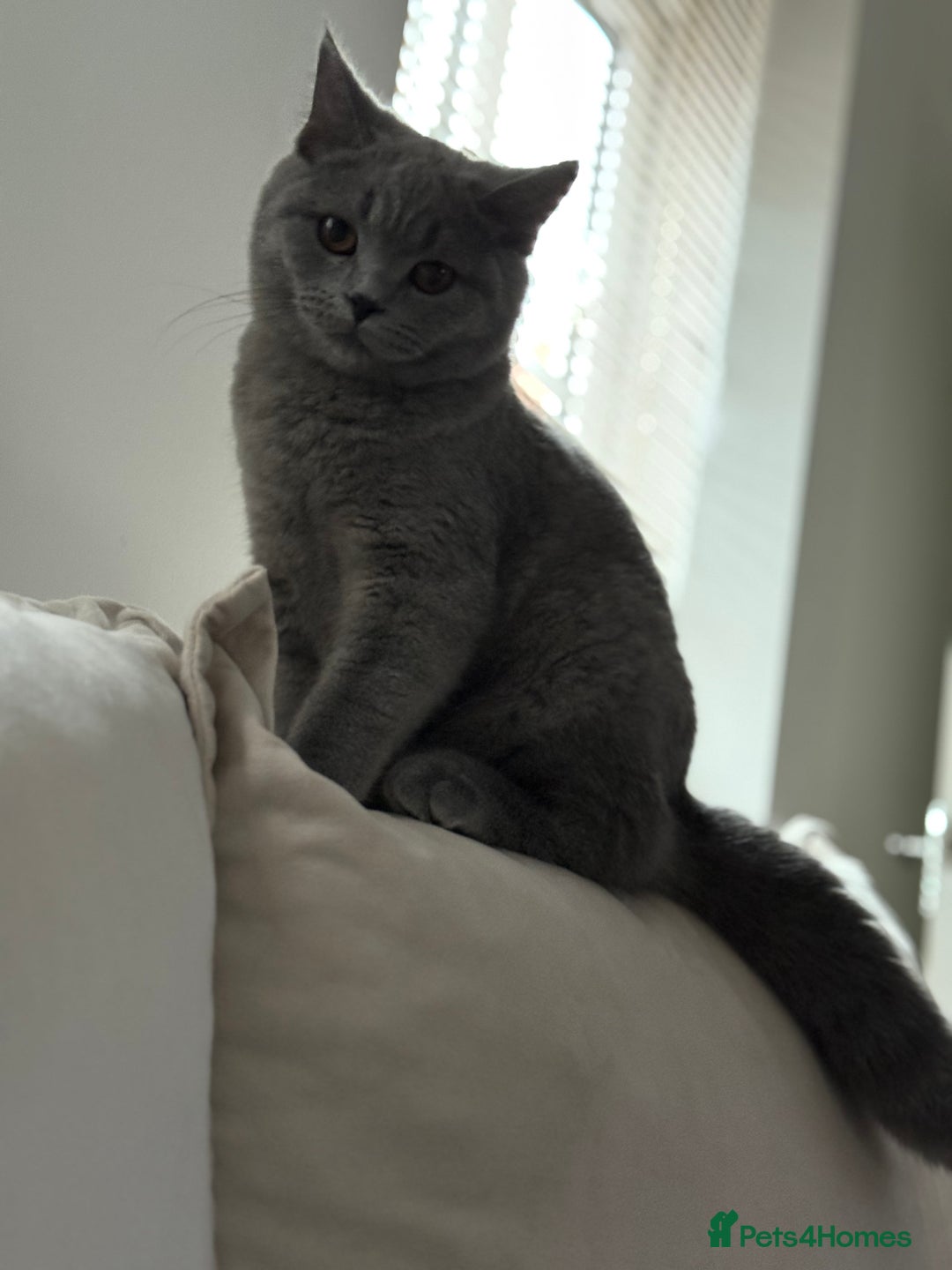 British Shorthair cats for sale: Champion Bloodline British Shorthair & Longhair - Image 3