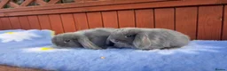 Mini Lop rabbits for sale: Mini Lop Babies  in Stockton-on-Tees - Advert 12