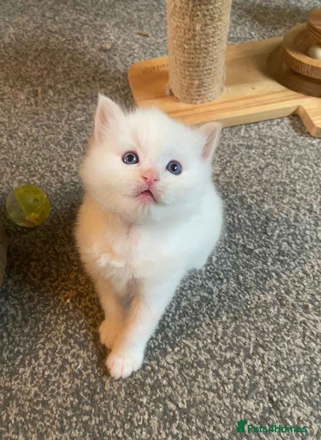 Ragdoll cats for sale: Purebreed Ragdoll kittens - Advert 14