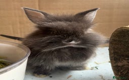 Lionhead rabbits for sale: Teddy Double & Single Lionhead Price starts at £35 - Image 22
