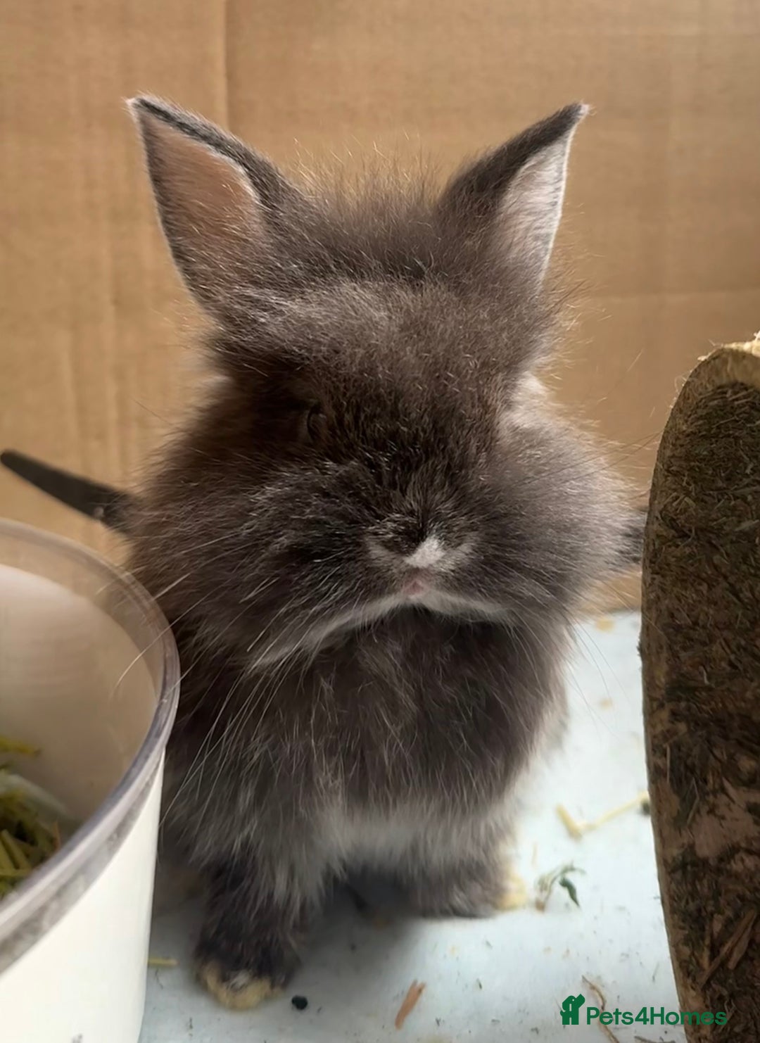 Lionhead rabbits for sale: Teddy Double & Single Lionhead Price starts at £35 - Image 22