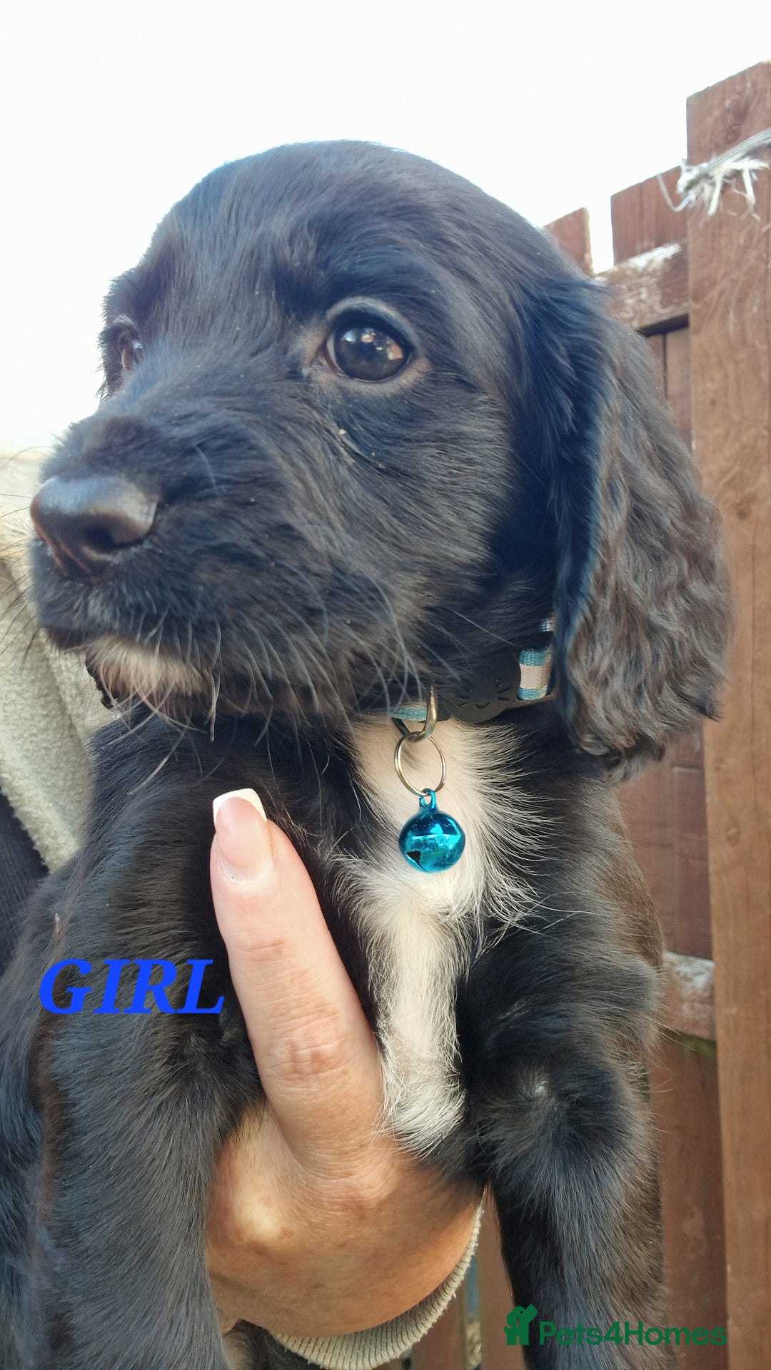 Sprocker dogs for sale: Sprocker Puppies  - Image 6