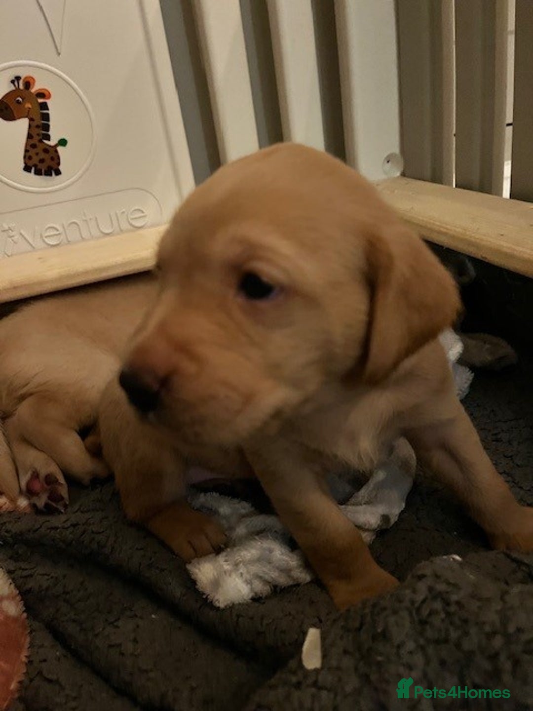 Labrador Retriever dogs for sale: Labrador Retriever Puppies for sale  - Advert 32