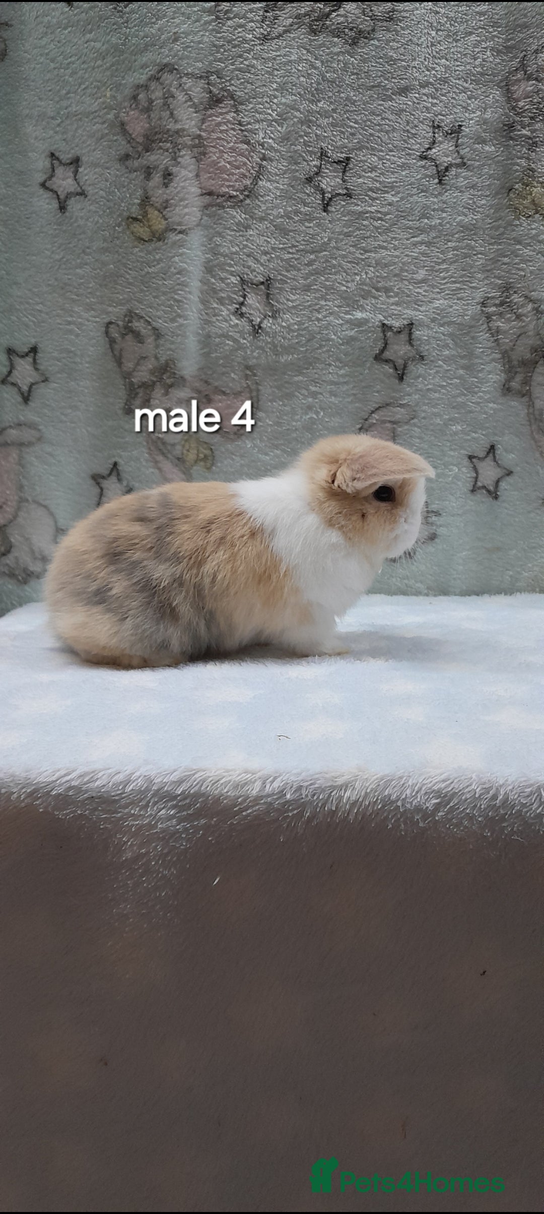 Mini Lop rabbits for sale: Purebred mini lops ready to reserve  - Advert 8