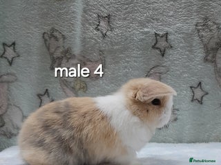 Mini Lop rabbits Purebred mini lops ready to reserve - Advert 6