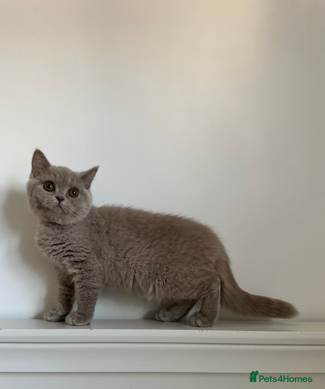 British Shorthair cats for sale: Ready🏡British Shorthair Chuky Kittens - Image 27