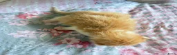 Mixed Breed cats for sale: 5 beautiful kittens  - Advert 11