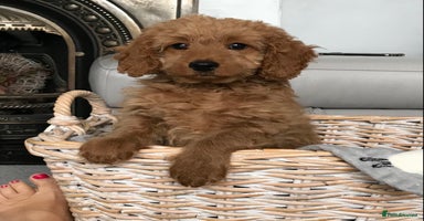 Cockapoo dogs - Advert 4