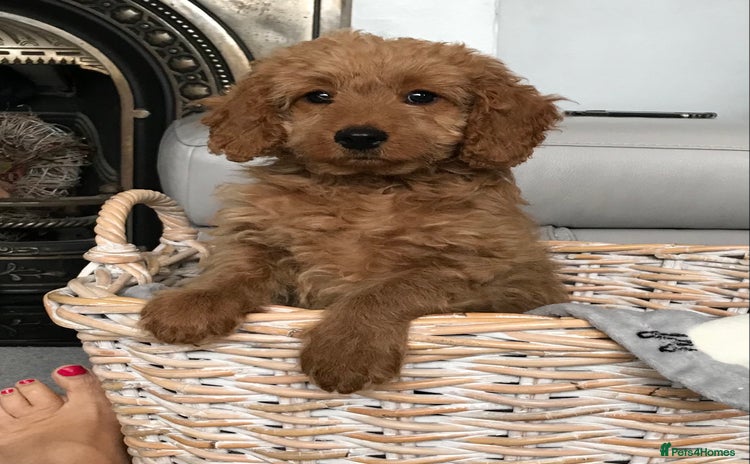 Cockapoo dogs - Advert 11