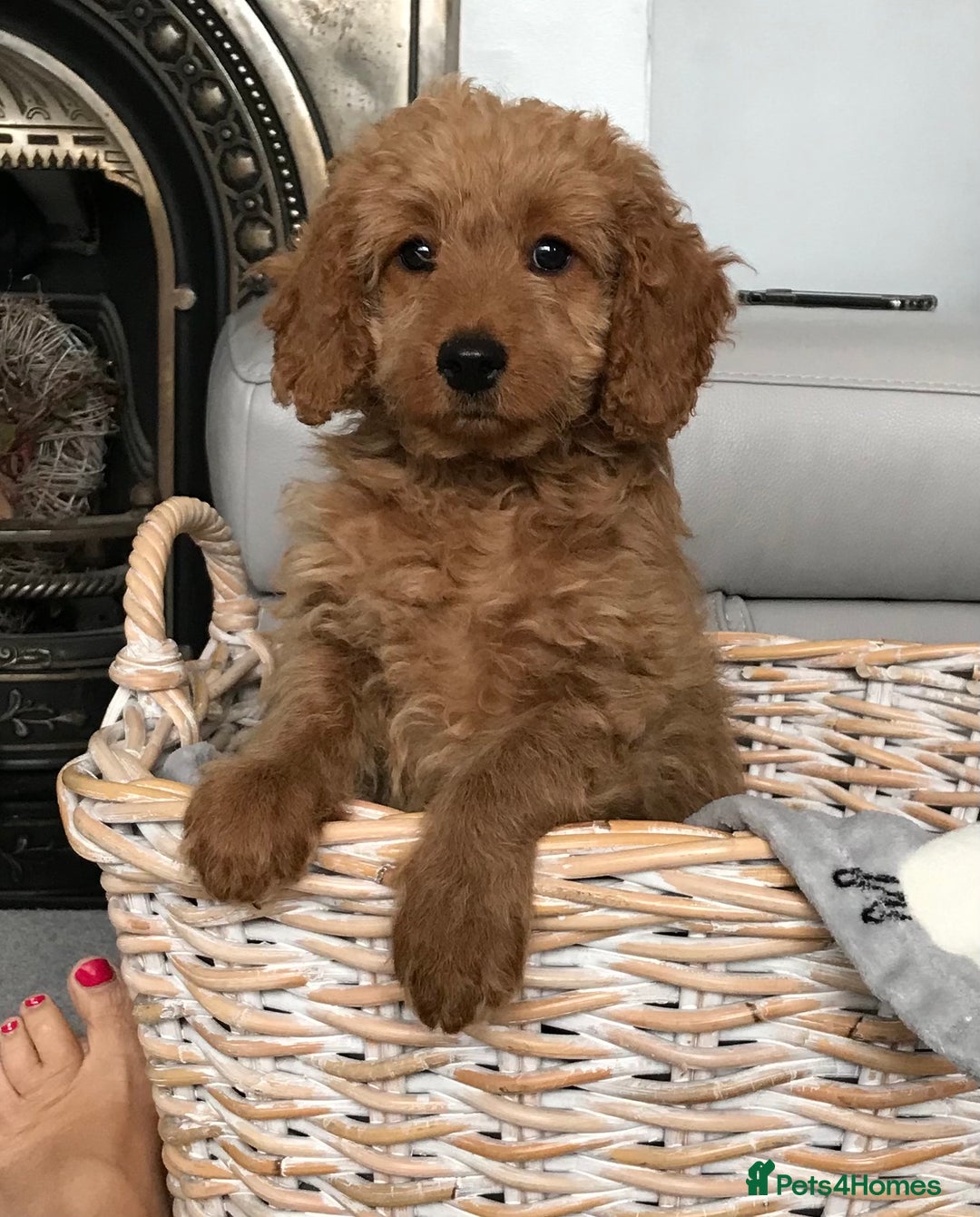 Cockapoo dogs for sale: 🐩🐶STUNNING F1 COCKAPOO PUPPIES🐶🐩 - Image 1