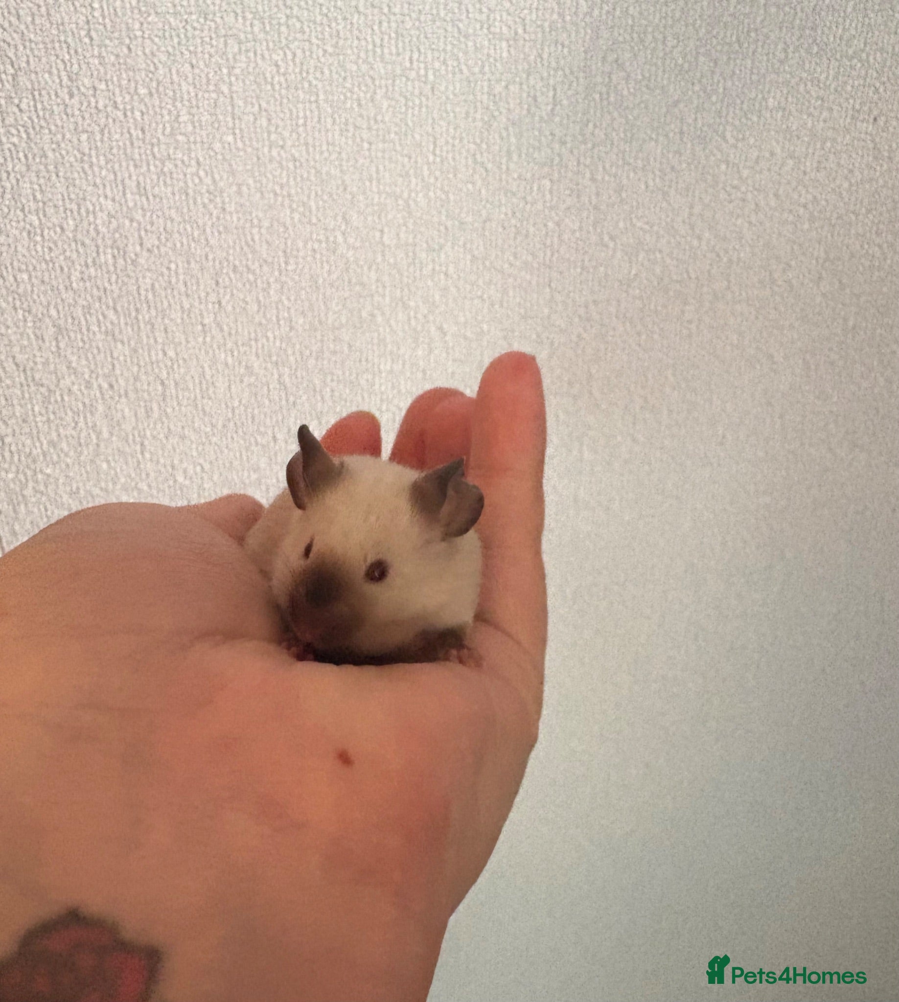 Mouse rodents LAST FRIENDLY, HAND-TAME BOYS LEFT  - Advert 6