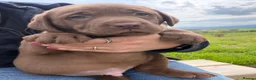 Labrador Retriever dogs for sale: Chunky chocolate Labrador puppies - Advert 3
