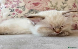 Ragdoll cats for sale: 2 fluffy ragdoll girls READY NOW - Image 12